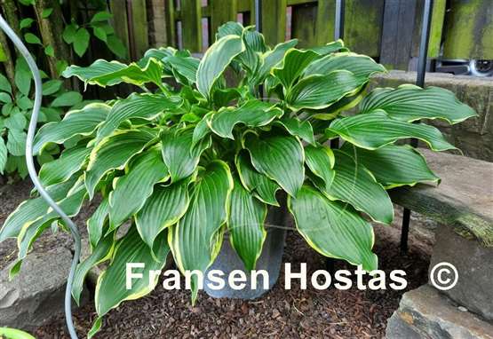 Hosta Bogie and Bacall